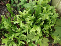 Hardy Fern Phyllitis scolopendrium  'Furcata'